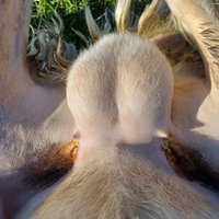 Maschio di pecora sarda