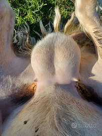 Maschio di pecora sarda