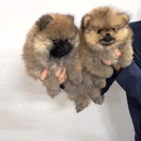 Spitz di Pomerania nano