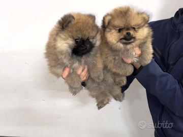 Spitz di Pomerania nano