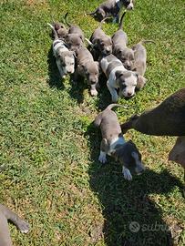 Amstaff cuccioli blue