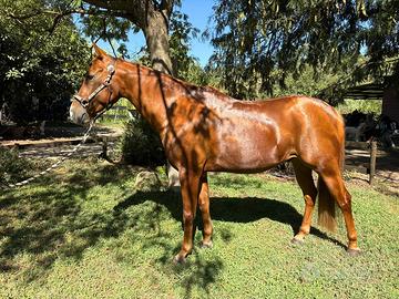 Quarter horse