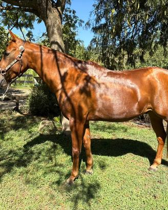 Quarter horse