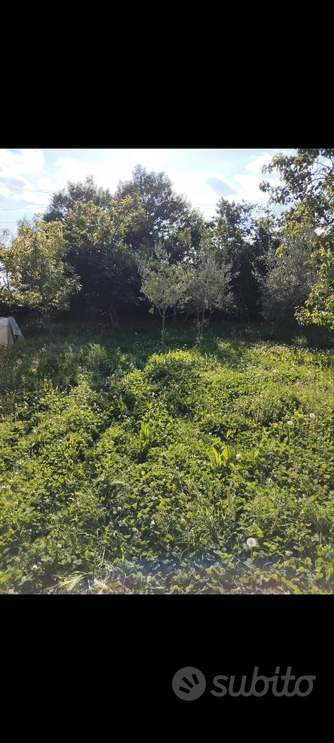 Terreno agricolo Sinalunga - Vista 4