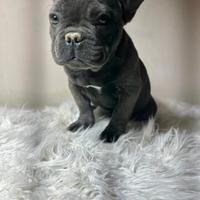 Bulldog francese blu tan merle