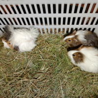 Porcellini d'india due razze