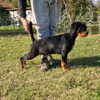 Cuccioli rottweiler alta genealogia