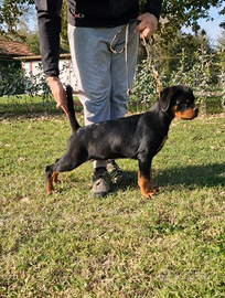 Cuccioli rottweiler alta genealogia