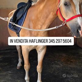 HAFLINGER CASTRONE 4 ANNI