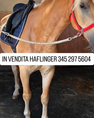 HAFLINGER CASTRONE 4 ANNI