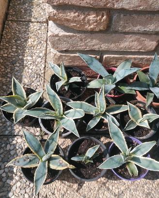Piantine 