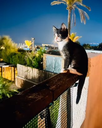 Gattina femmina 4 mesi