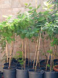 mimosa albero 