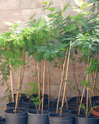 mimosa albero 