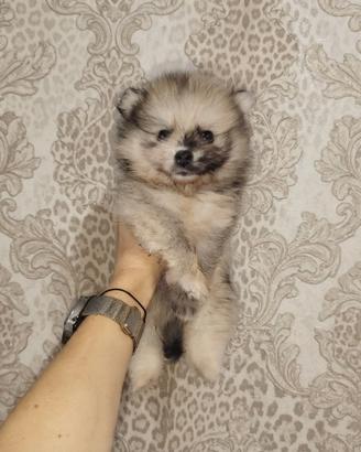 Pomerania spitz nano russo coreano crema merle
