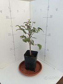 Piantine di Bagolaro (Celtis australis) 2 Anni – O