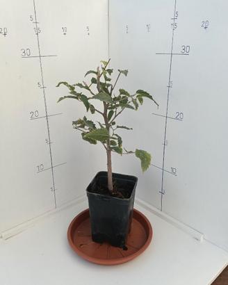 Piantine di Bagolaro (Celtis australis) 2 Anni – O