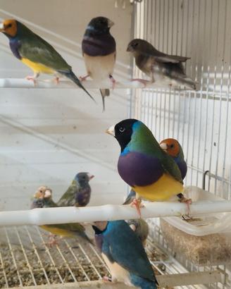 Gould, codalunga e passeri del giappone