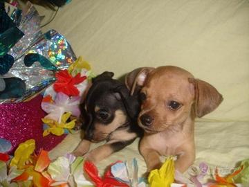 Cuccioli taglia piccola