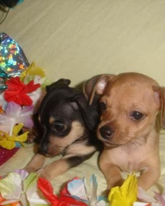 Cuccioli taglia piccola