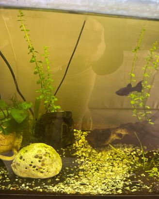 BLACK molly