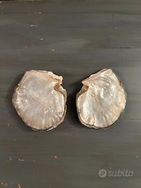 Conchiglia ostrica Shell Pinctada Margaritifera