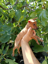 Pincher Minitoy e toy