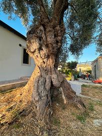 splendido Ulivo Centenario  Esemplare Unico 