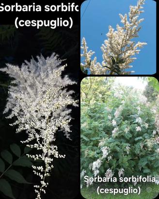 Sorbaria sorbifolia cespuglio