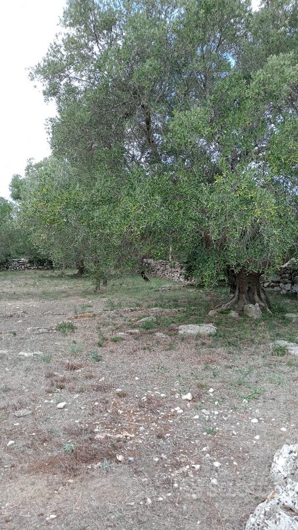 Terreno rustico in agro di Martina Franca - Vista 4