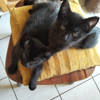 3 gattini appena nati