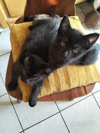 3 gattini appena nati