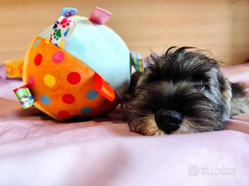 Cuccioli di Schnauzer Nani pepe/sale