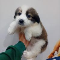 Border collie cucciola