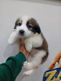 Border collie cucciola