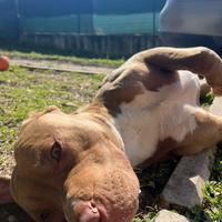 Pitbull maschio per monta