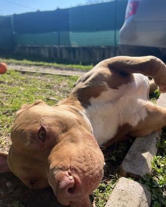 Pitbull maschio per monta