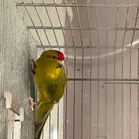 Kakariki maschio giovane