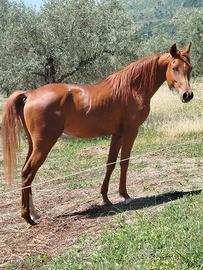Cavallo purosangue arabo