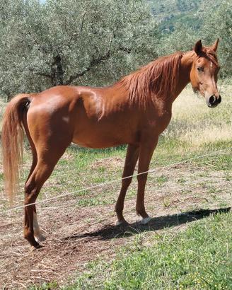 Cavallo purosangue arabo
