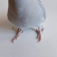 Parrocchetti dal collare