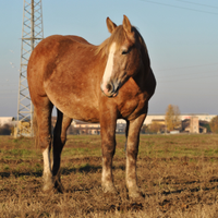 Puledro cavallo franches montagnes