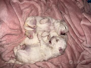 Cuccioli dí maltesi