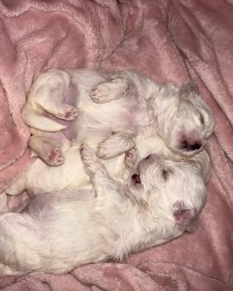 Cuccioli dí maltesi