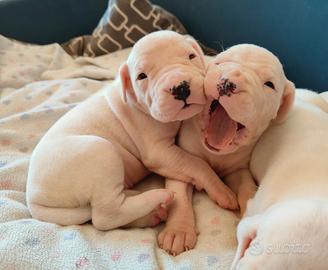 Cuccioli dogo argentino