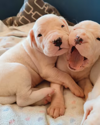 Cuccioli dogo argentino