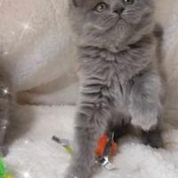 Gattina scottish straight ( British) longhair