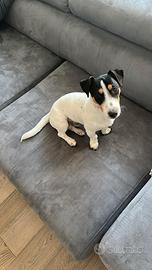 Cucciolone di jack russell con pedigree