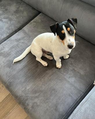 Cucciolone di jack russell con pedigree