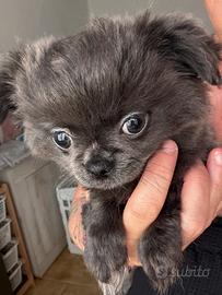 Chihuahua blu